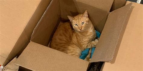 How to Print Photos from Dropbox and Why Cats Love Cardboard Boxes